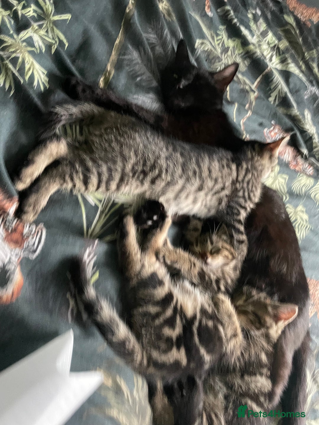 Mixed Breed cats for sale: 3 lovely natured, characterful tabby’s  - Image 5