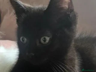 Ragdoll cats Gorgeous last boy kitty left - Advert 5
