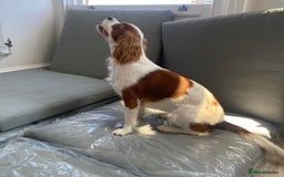 Cockalier dogs for sale: Cavalier Puppy–Loving, Healthy, and Full of Joy - Image 8