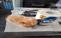 Pomeranian dogs for sale:  WELL BRED ** POMERANIAN - Image 8