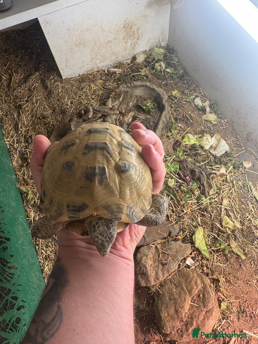 Tortoise reptiles for sale: 7 years old Horsefield tortoise +  table & stand  - Advert 4