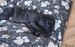 Labradoodle dogs for sale: Labradoodles x2 boys. Alloa - Image 7