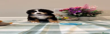 Bernese Mountain Dog Puppy 4