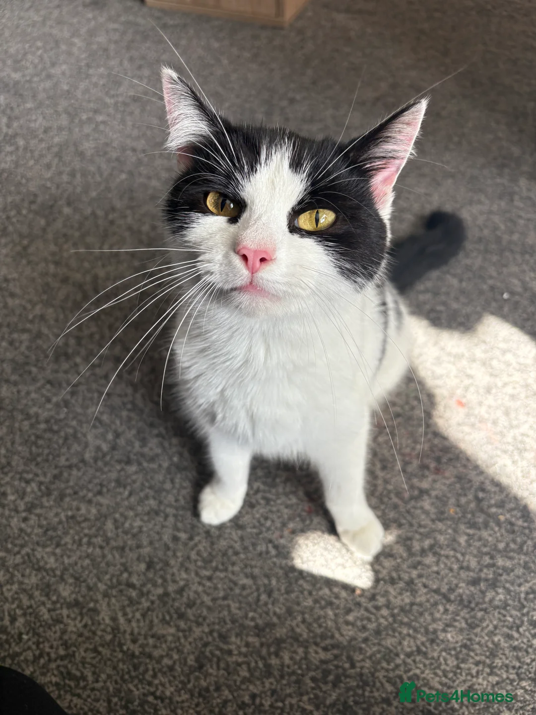 British Shorthair cats for sale: Female cat needs a new forever home  - Advert 1