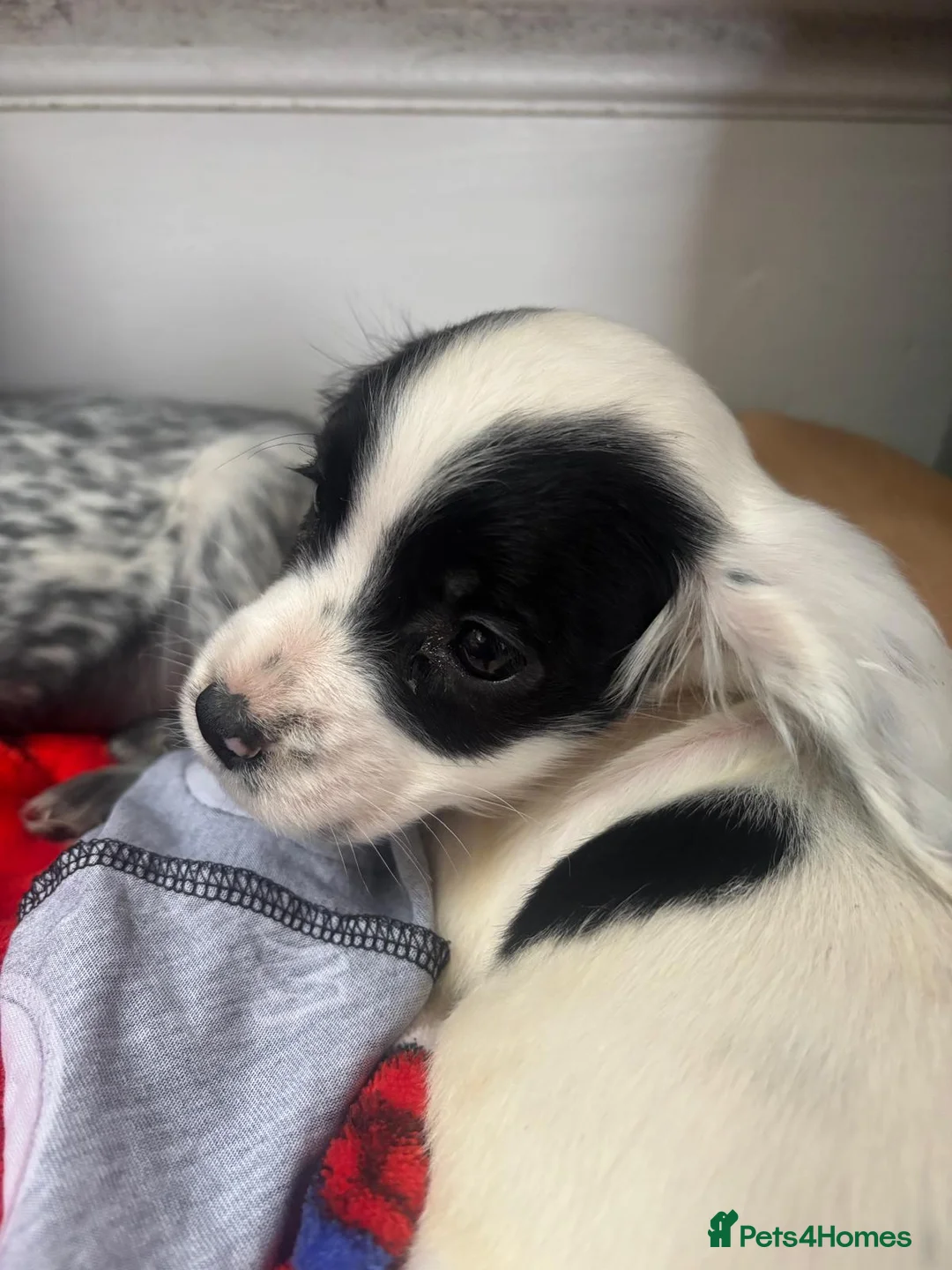 Cocker Spaniel dogs for sale: Cocker Spaniel pups  - Advert 9