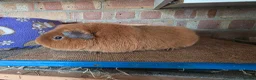 Guinea Pig rodents for sale: Various Guniea pigs - Advert 2