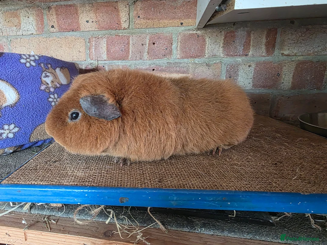 Guinea Pig rodents for sale: Various Guniea pigs - Advert 2