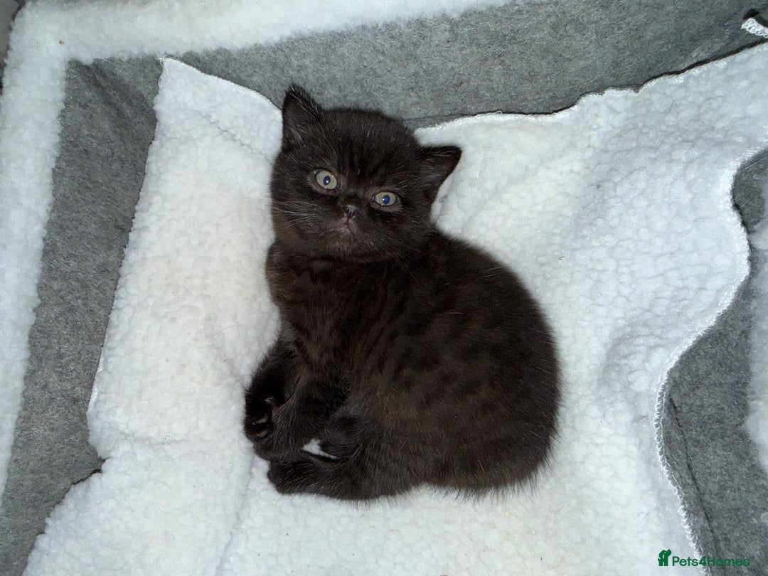 British Shorthair cats for sale: Champion Line British Shorthair Kittens - Advert 13