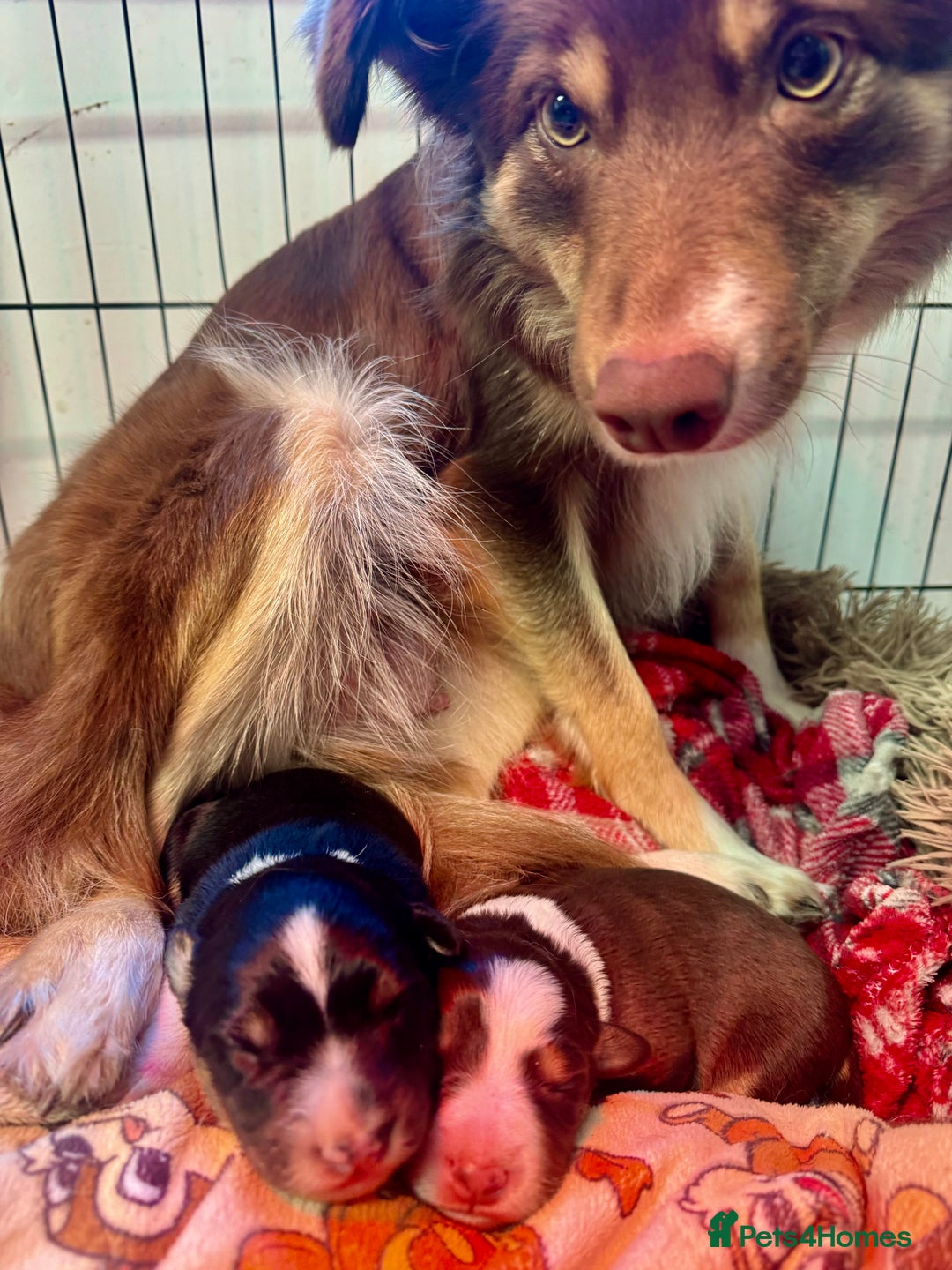 Border Collie dogs for sale: 2 tri border collie pups - Advert 5