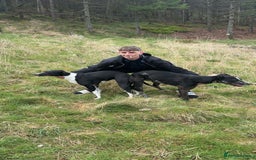 Lurcher dogs for sale: Lurcher (collie bull greyhound) pups - Image 1