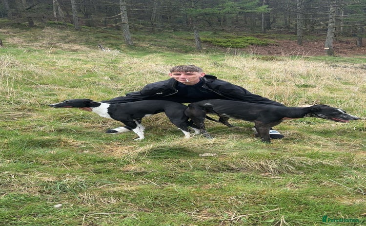 Lurcher dogs - Advert 1