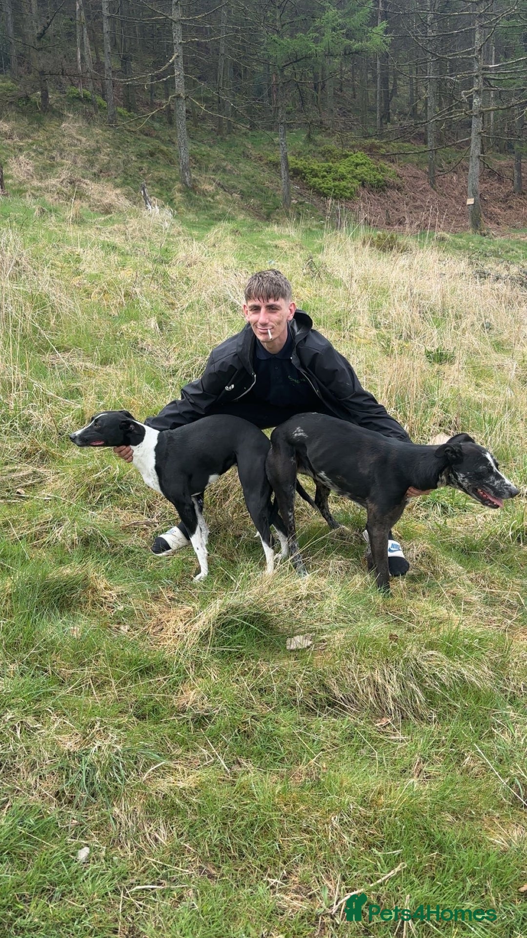 Lurcher dogs for sale: Lurcher (collie bull greyhound) pups - Image 1