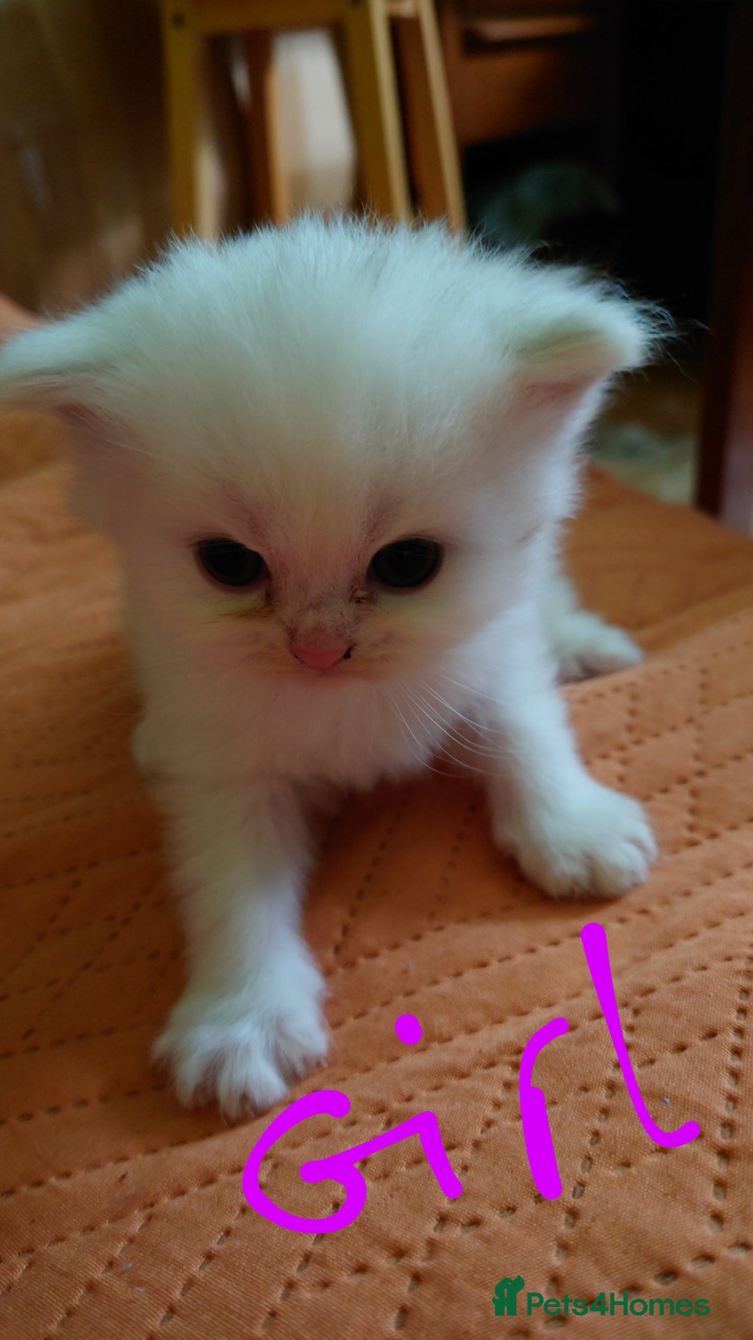Persian cats for sale: Persian Chinchilla doll face in London - Image 2