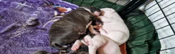 Staffordshire Bull Terrier dogs for sale: Beautiful Long-legged Staffy Puppies  in Dartford - Advert 12