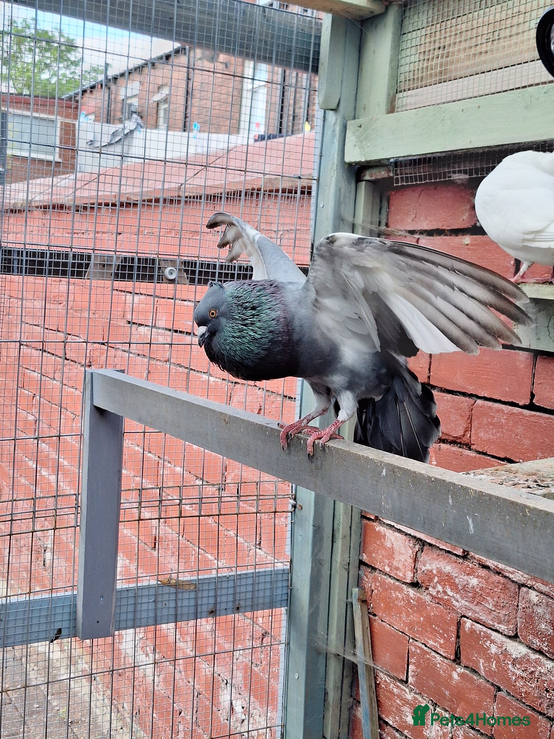 Pigeons birds for sale: 7 Pigeons for sale - Advert 26