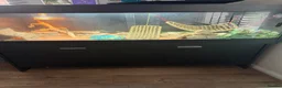 Bearded Dragon reptiles for sale: male bearded dragon with full set up  in Peterlee - Advert 6