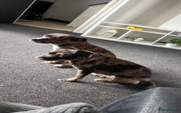 Mixed Breed dogs for sale: Merle girl French x staffy  - Image 4