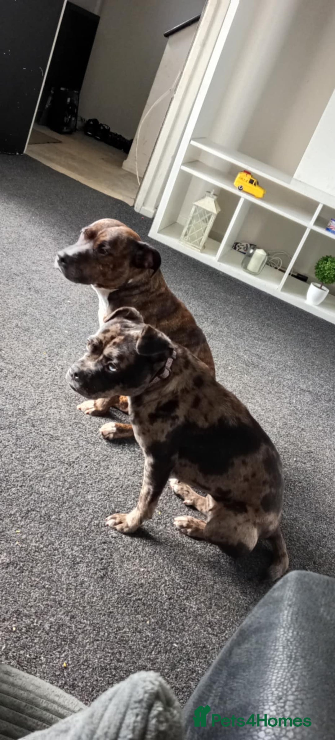 Mixed Breed dogs for sale: Merle girl French x staffy  - Image 4