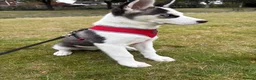 Siberian Husky dogs for sale: Siberian Husky for sale in Oldham - Advert 2