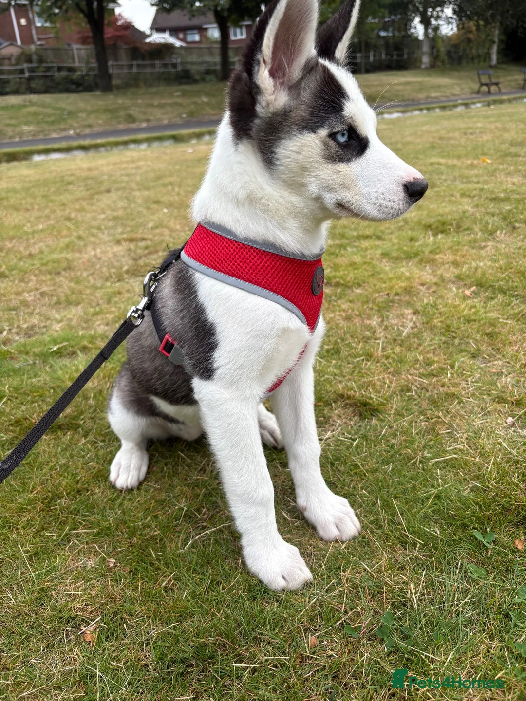 Siberian Husky dogs for sale: Siberian Husky for sale in Oldham - Advert 2