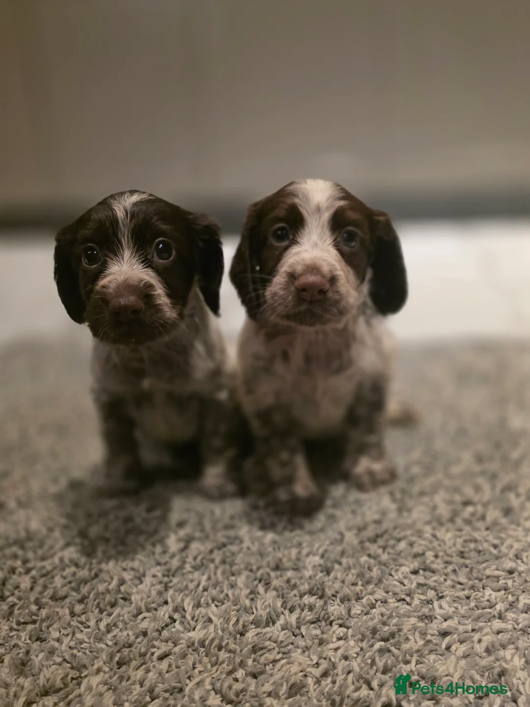 Cocker Spaniel dogs for sale: Beautiful Working cocker spaniel puppies - Advert 8
