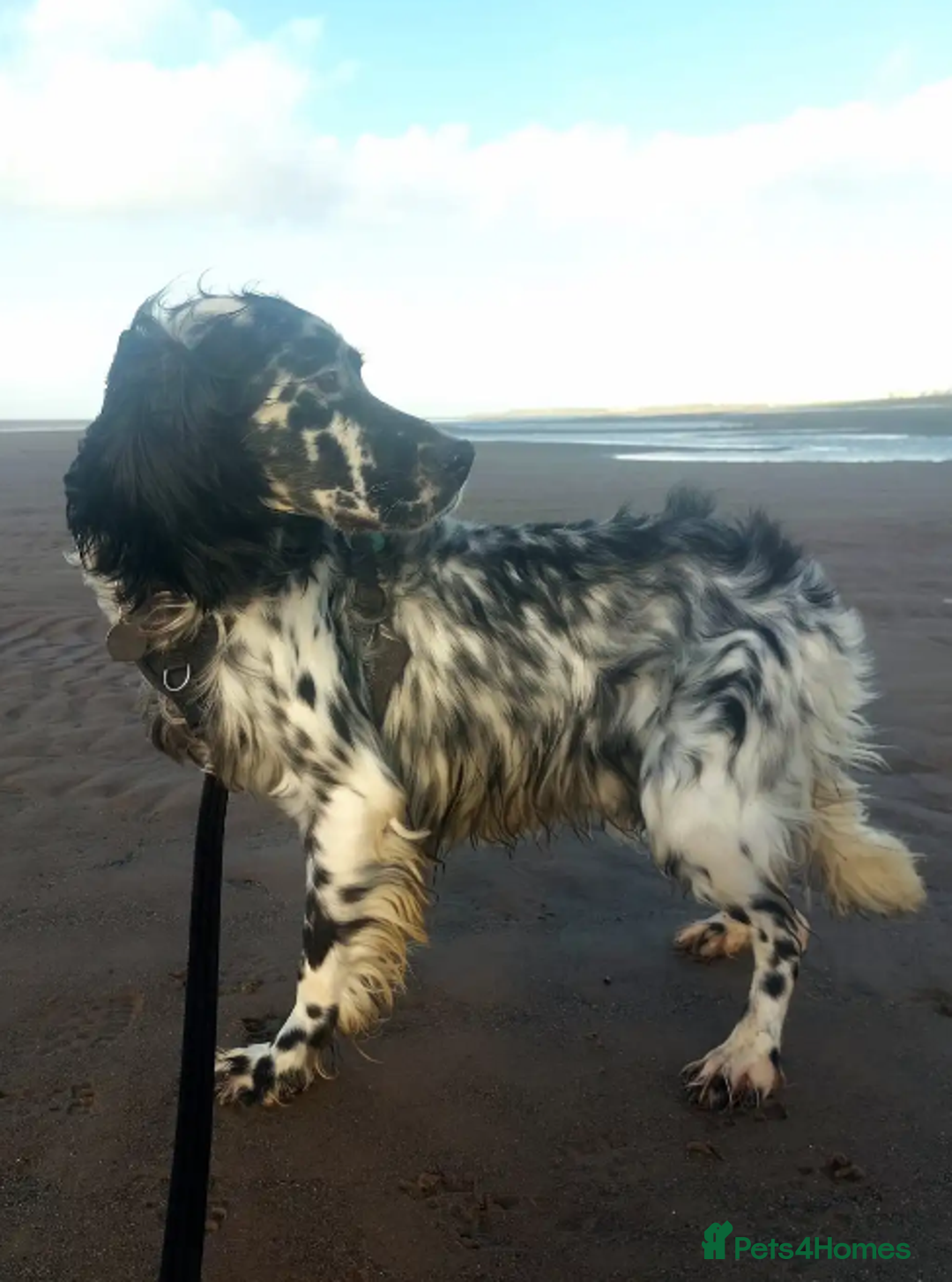 English Setter dogs for adoption: Lucas - Advert 1