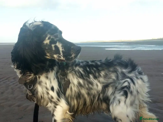 English Setter dogs Lucas - Advert 3