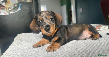 Dachshund dogs - Advert 8