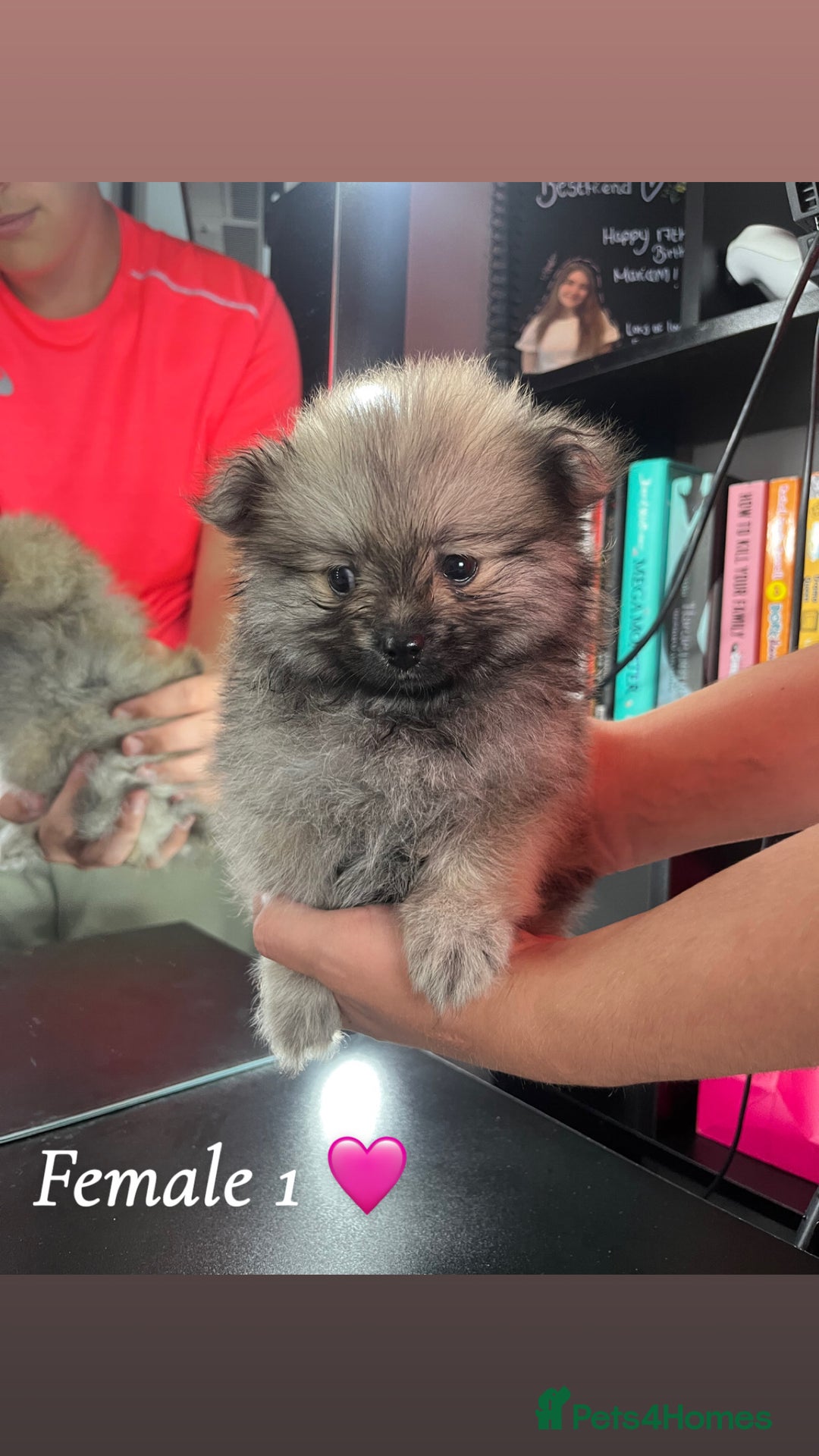 Pomeranian dogs for sale: 3 Stunning Poms - Image 5