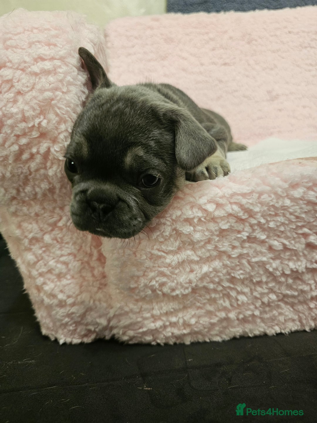 French Bulldog dogs for sale: French bulldog puppies - Advert 11