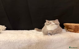 British Shorthair cats for sale: FULL PEDIGREE, REGISTERED BSH - Image 22
