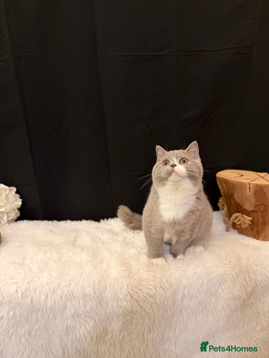 British Shorthair cats for sale: FULL PEDIGREE, REGISTERED BSH - Image 22