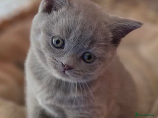 British Shorthair cats Gccf British shorthair kittens champion lines 🏆 - Advert 4