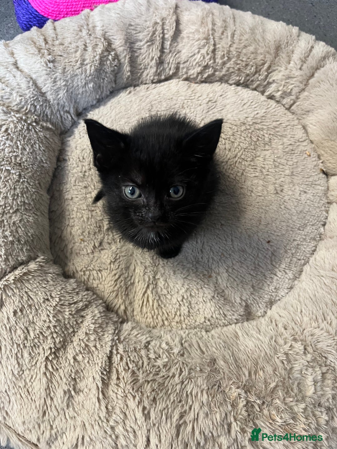 Mixed Breed cats for sale: 6 Week old Gorgeous kitten  - Advert 8