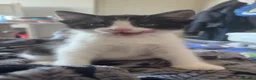 Mixed Breed cats for sale: Scottish fold/domestic short hair  in Basildon - Advert 7