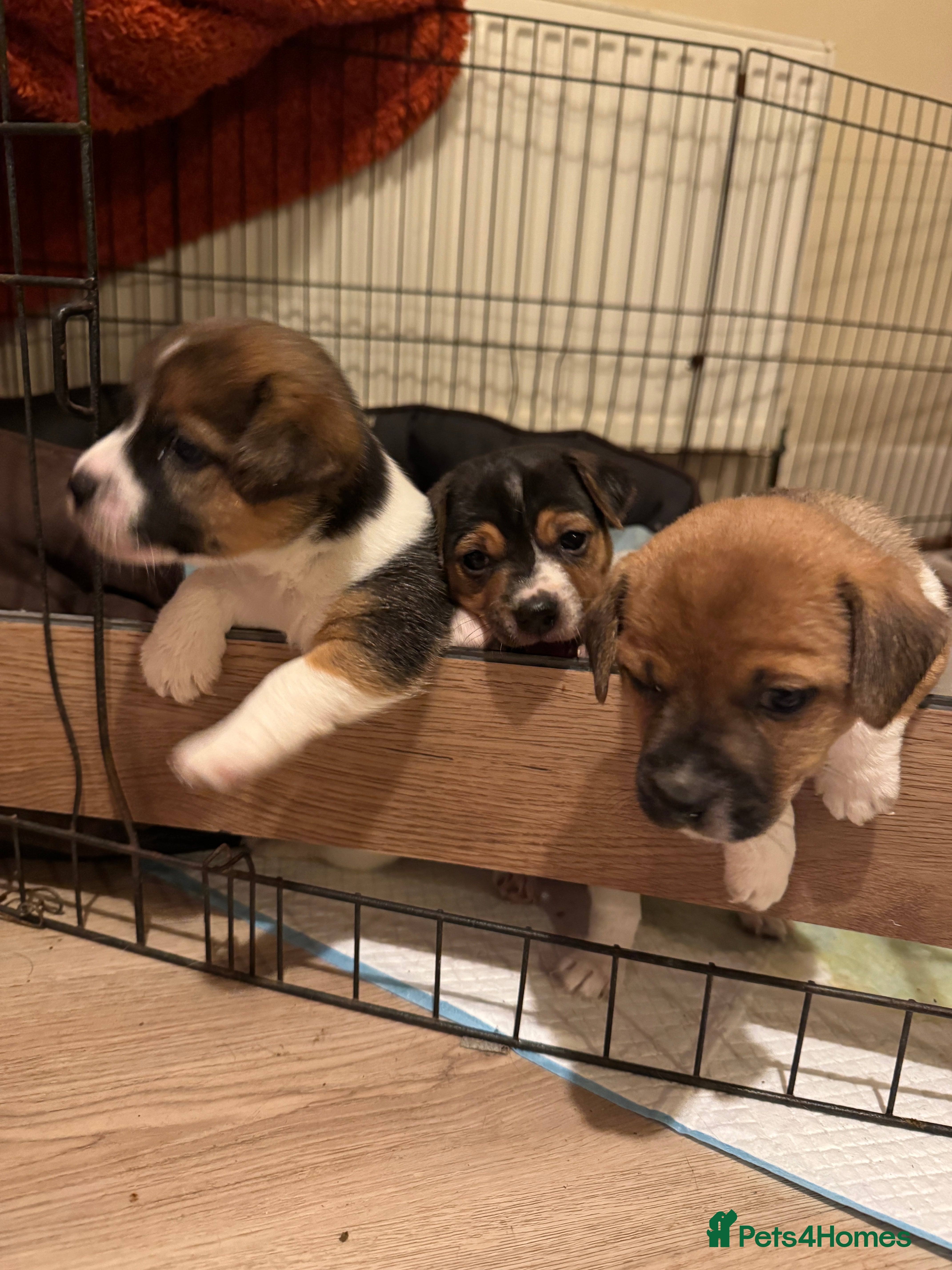 Jack Russell dogs Beautiful Jack Russell pups  - Advert 2