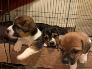 Jack Russell dogs Beautiful Jack Russell pups - Advert 2