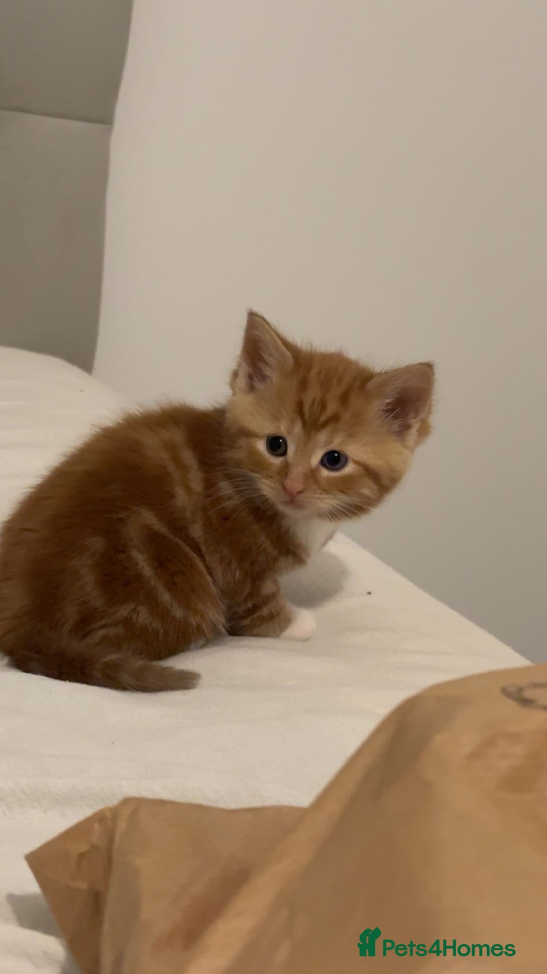 British Shorthair cats for sale: Last 3 ginger kittens  - Advert 3
