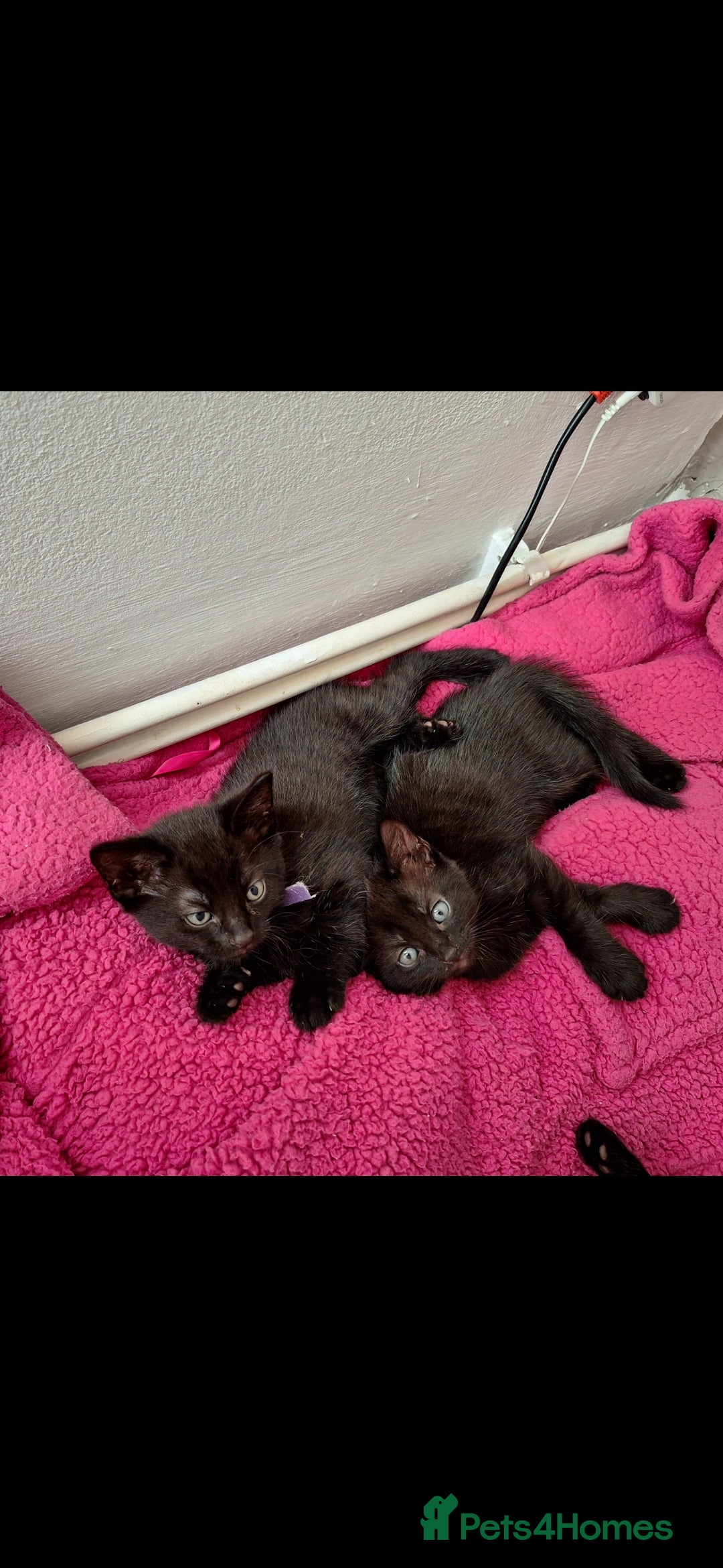 British Shorthair cats for sale: x2 black kittens - Image 5
