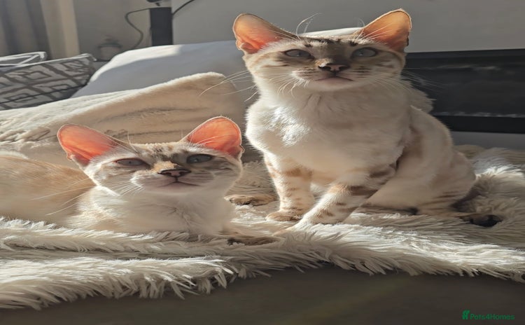 Bengal cats - Advert 10