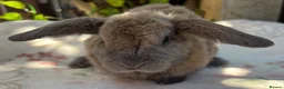 Mini Lop rabbits for sale: Mini Plush Lop and Plush Carrier litters - Advert 8