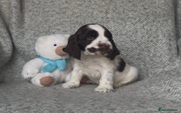 Cocker Spaniel dogs for sale: Ready Now! KC Show Type Cocker Spaniel Pups  - Image 12