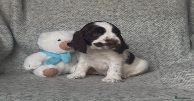 Cocker Spaniel dogs - Advert 4