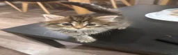 Norwegian Forest Cat cats for sale: Stunningly Adorable Norwegian Forest x Ragdoll  - Advert 15