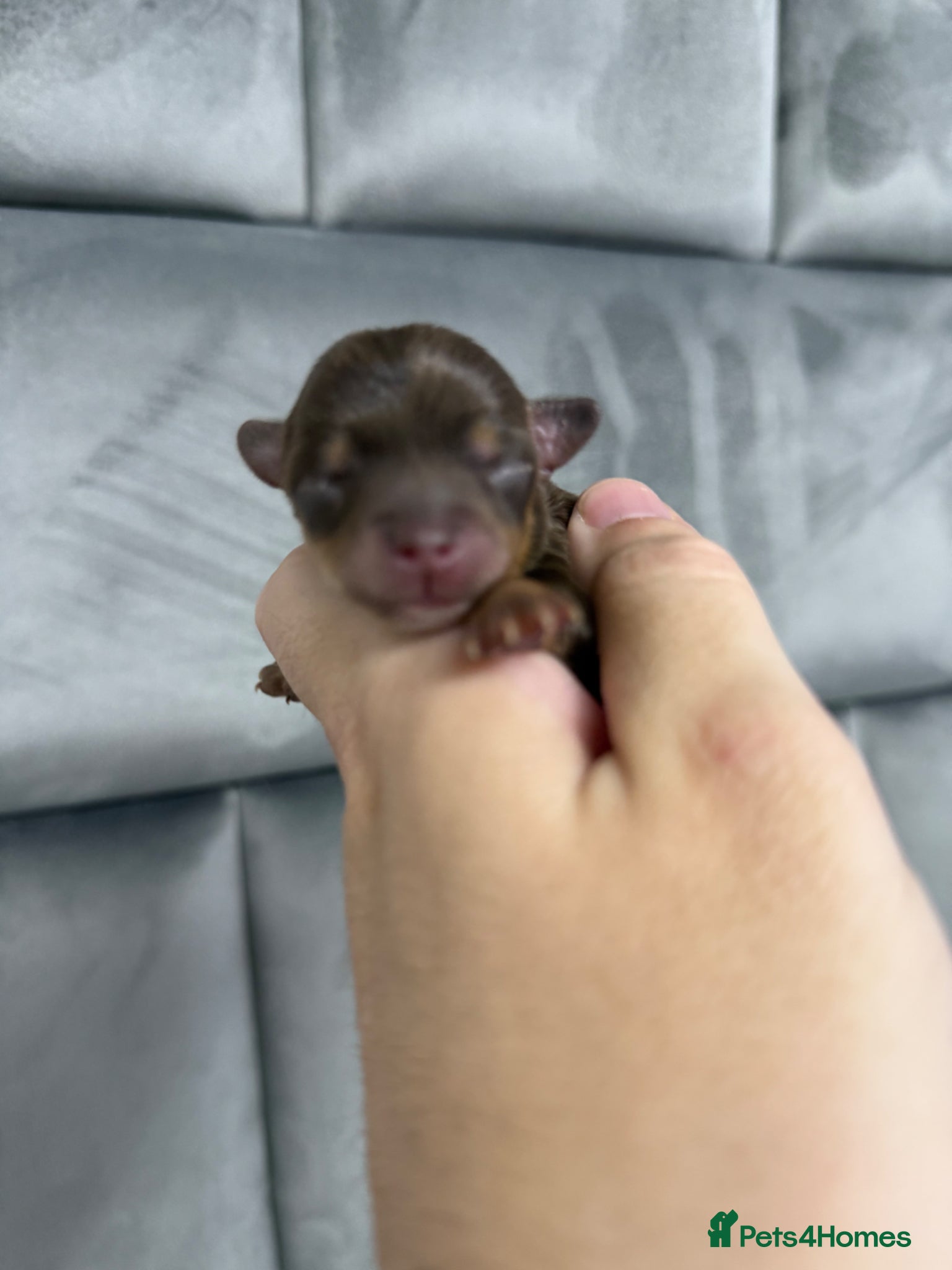 Chipoo dogs for sale: 💎 EXQUISITE TINY CHIPOO PUPPIES AVAILABLE 💎  - Advert 10
