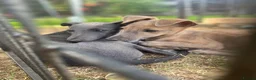 Whippet dogs for sale: Two Beautiful Whippet girls remaining  - Advert 10