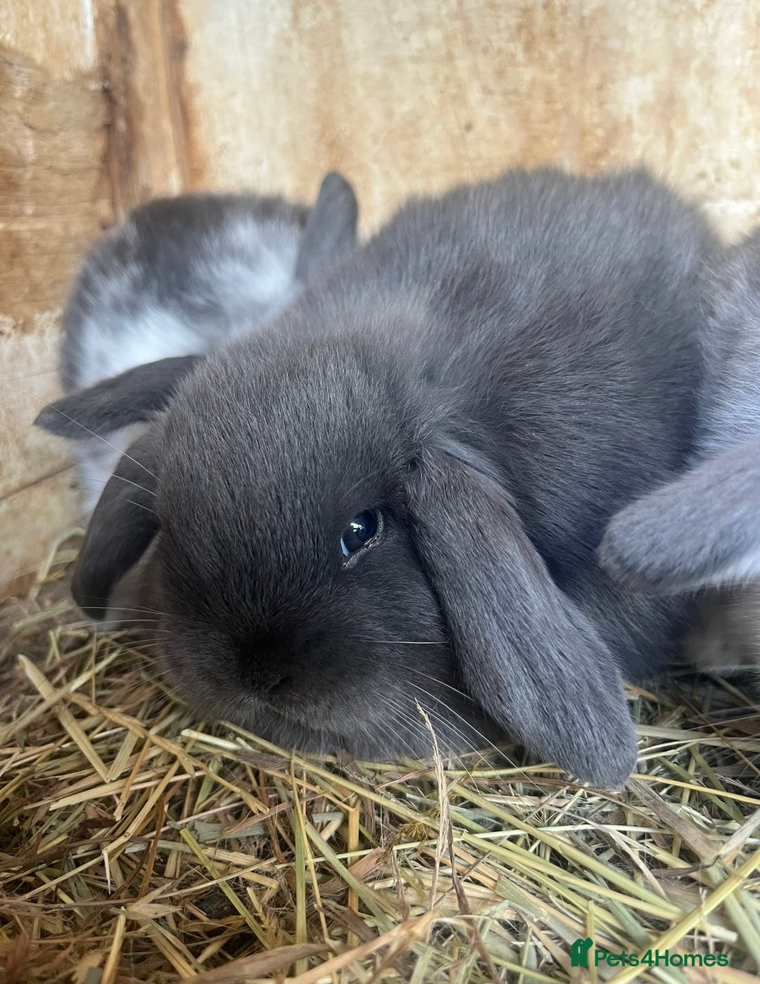 Mini Lop rabbits for sale: Baby mini lop bunnies - Advert 3
