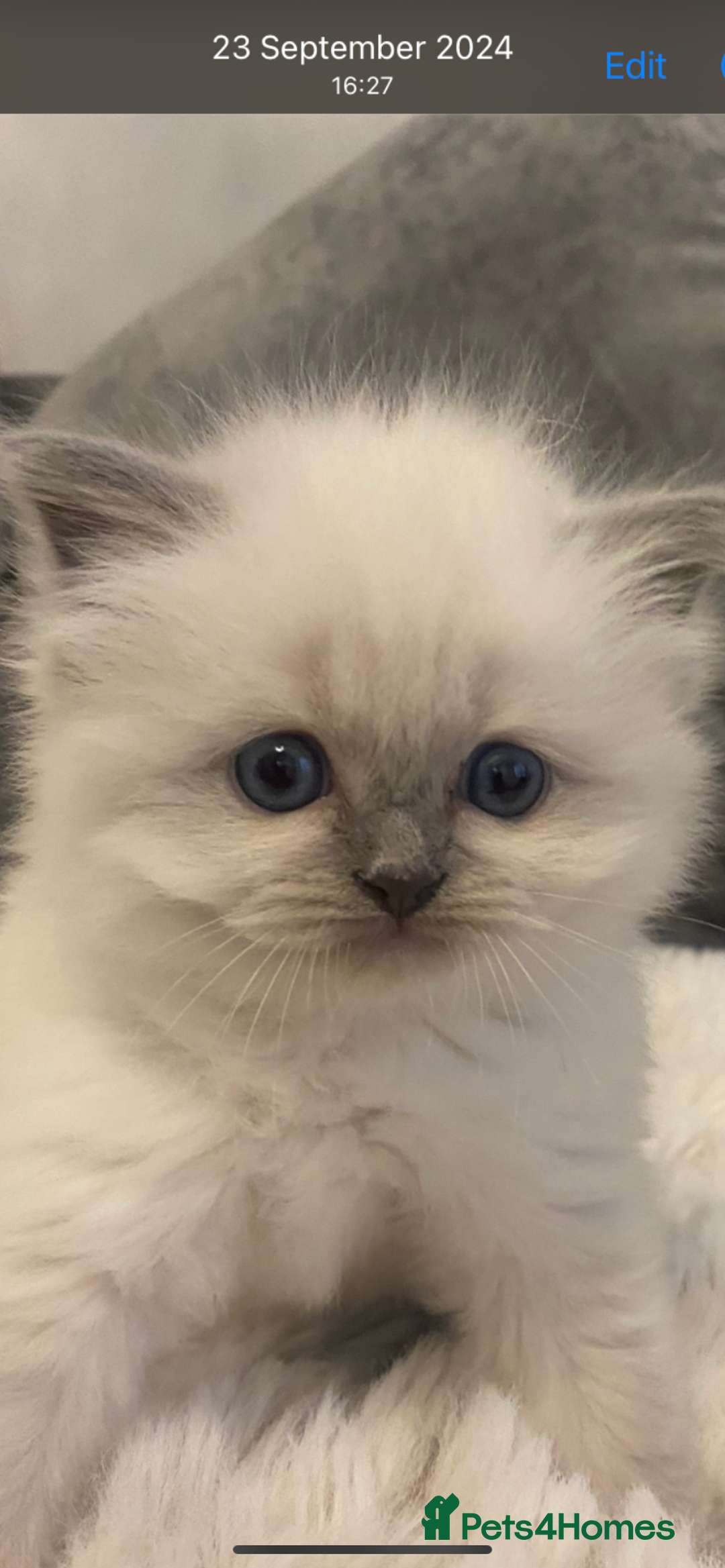 Ragdoll cats for sale: 😻waiting list open Ragdoll kittens due in 4weeks  - Advert 8