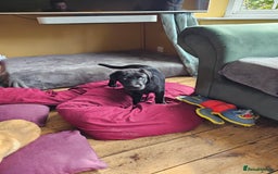 Labrador Retriever dogs for sale: 3 little girls for sale - Image 10