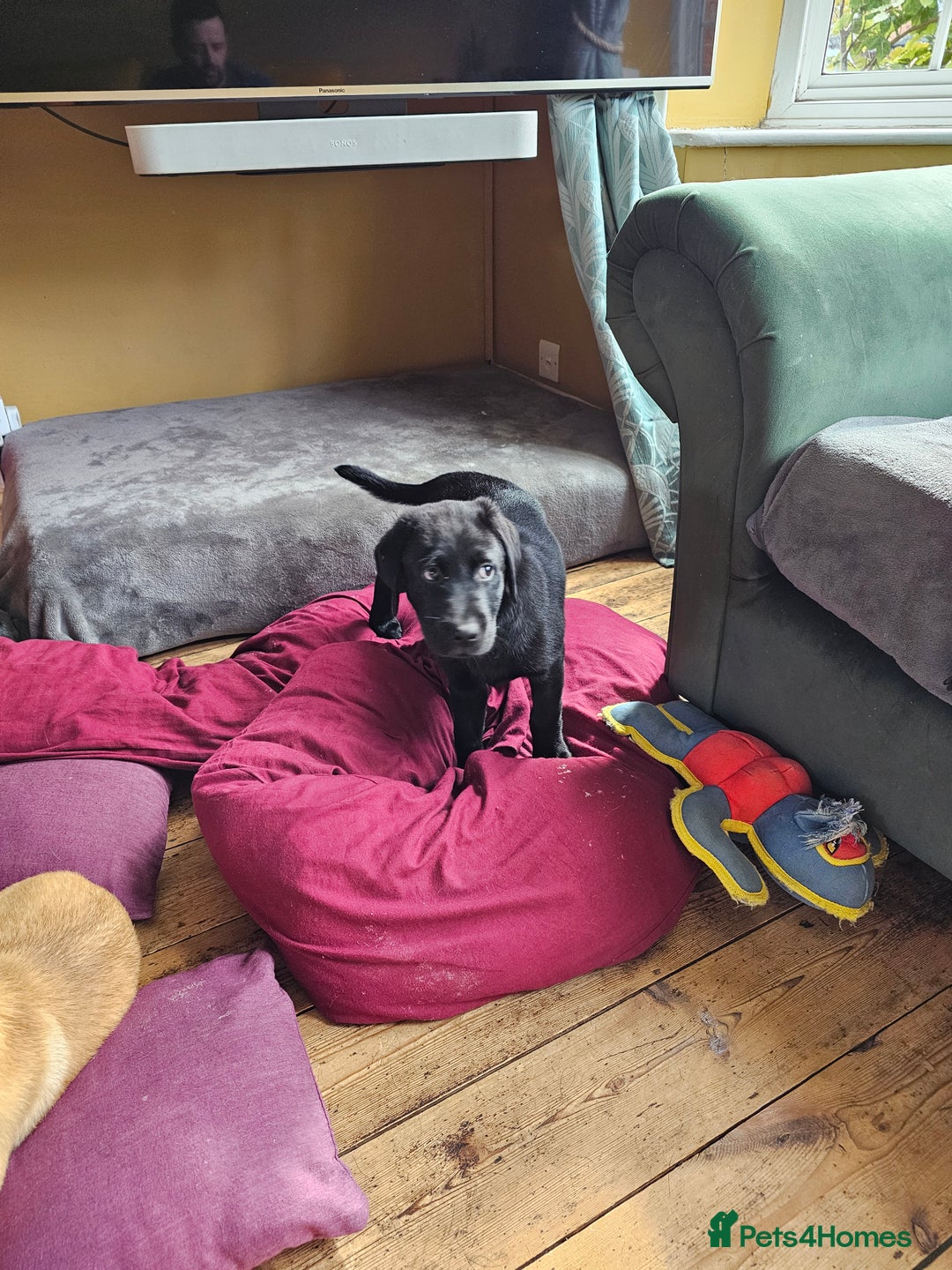 Labrador Retriever dogs for sale: 3 little girls for sale - Image 10